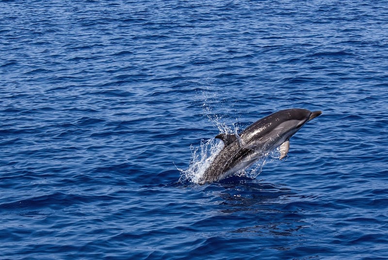 Swim with Dolphins