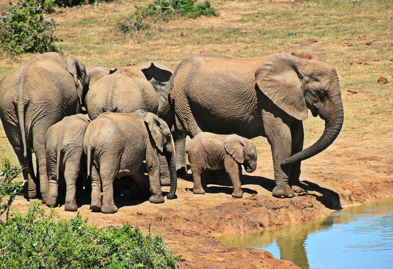 Safari Adventure