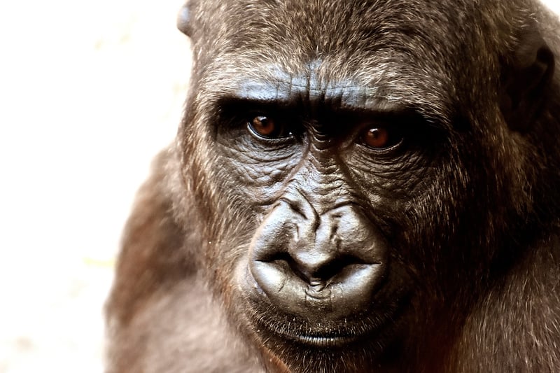 Gorilla Trekking