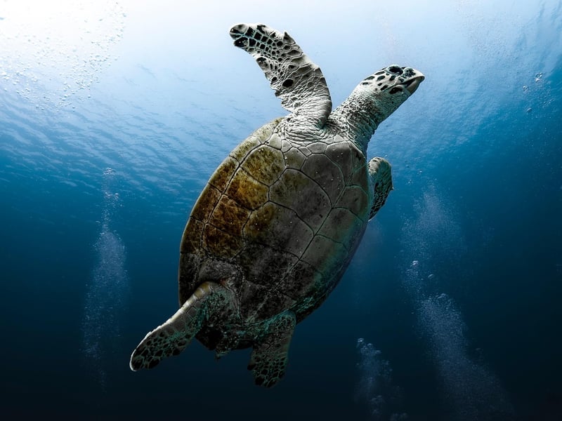 Swim with Sea Turtles